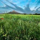 Spring in the spikes